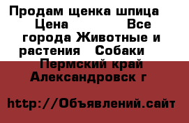 Продам щенка шпица.  › Цена ­ 15 000 - Все города Животные и растения » Собаки   . Пермский край,Александровск г.